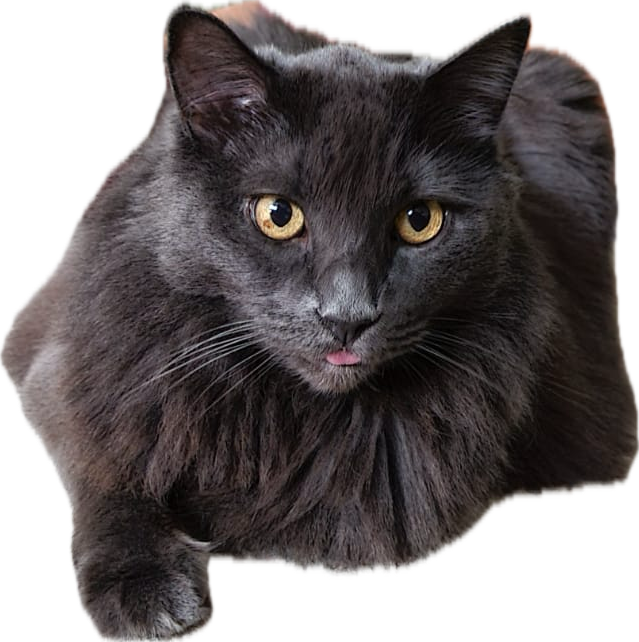 Original image example